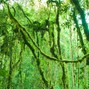 JripJrop - The Jungle