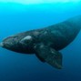 beckos10 - whale