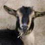 beckos10 - the goat