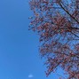 laser - cherry blossom