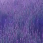 203Brando - LAVENDER