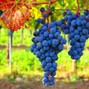 Lodi Banks - BlueGrapes