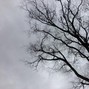 fiendpxin - Forest (FREE)