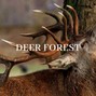 Wav Tree - Deer Forest