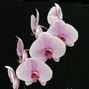Evning - ORCHID