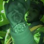 r83%?& ~ dm 4 full versions - w.bentley kush