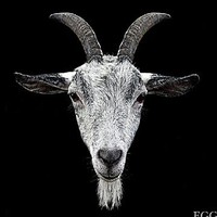 goat