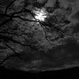 Roshank - After Dark