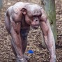 coast2coast - Chimpanzee (On Xanax)