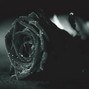 Yogi Beatz - Black Roses