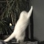 HeaPunk - Jazzy Cat