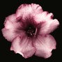$IXTH - BLOSSOM