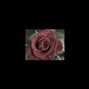 Crocodile Tunes - Roses - Beautiful Hip-Hop Instrumental Beat