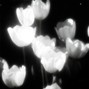 SHYSHHY - PETALS - DREAMPOP/LOFI/CUTE TYPEBEAT