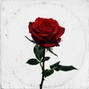 Gloomy - Rose 