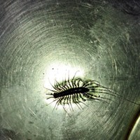 zilchislost