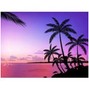 ELI BLAKK - Palm Trees
