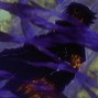 vvslugz - Curse
