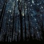 m4xwell - trees at night