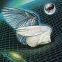 Netuno  - Wings