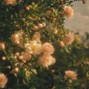 nin_tp - flowers
