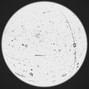ZUUYA - lune