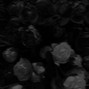 goodbye ☆ - blood trail