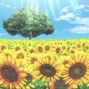AANTHONY - Sunflower