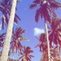 NØVAIR - Palms