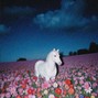 blume.rsk - SADSUN