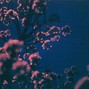 Valleystar - weird life w/ lovelife