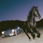 alexandermadethiss - BLACK STALLION