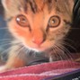 good.luck.4evr333 - zion cat