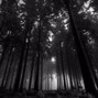 IDugMyGrave - No Gun, Still Here (HARD) buy 1 get 9 free