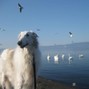 Snek - borzoi