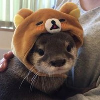 Snek