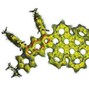 230850 - helicine