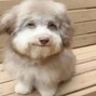 cursvs - puppies @cursvs