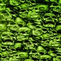 cursvs - swamp @cursvs