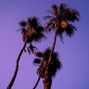 sonogateproduction - Cactus Nights