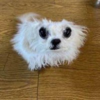 Goupboi