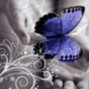inspirracom - bleood type beat - butterfly