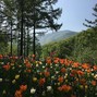 GFM - Hope Mountain