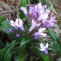 sg14k - rubiaceae