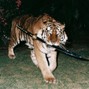 KOZYWOZY - Kozy Katana