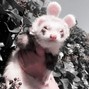 snorkatje - its overr