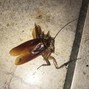 MXNNY - ROACH