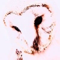 owlL