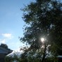 kingeo - trees