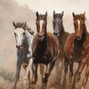 Vargggasmm - Horses In The Back